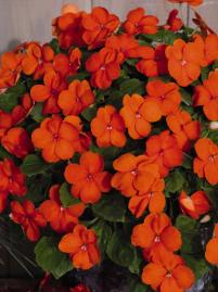 IMPATIENS LOLLIPOP ORANGE NR.1000 SEMI